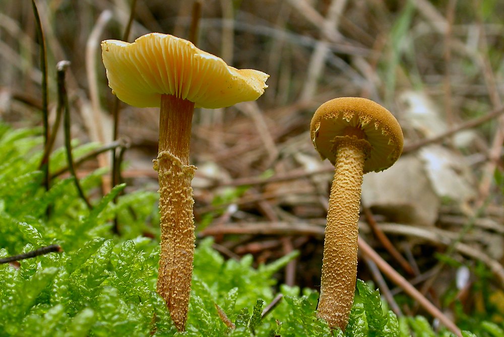Cystoderma amianthinum